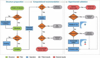《自然》長文聚焦 北大陳鵬、王初團(tuán)隊(duì)開發(fā)活體內(nèi)蛋白質(zhì)瞬時(shí)原位激活新技術(shù)